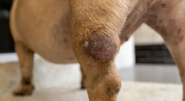 Widoczny guz na nodze psa, prawdopodobnie mastocytoma. Zmiana skórna jest okrągła, z zaczerwienioną i lekko łuszczącą się powierzchnią.