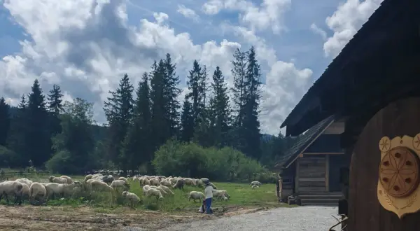 Bacówka na Polanie Biały Potok: Wszystko, co musisz wiedzieć