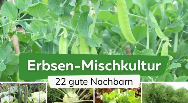 Erbsen-Mischkultur: Gurken, Kohlrabi, Salat und Fenchel sind gute Nachbarn für Erbsen.