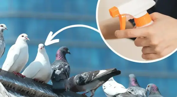 Gołębie na dachu, a w kółku ręka trzymająca spryskiwacz. Dowiedz się, jak odstraszyć gołębie z balkonu.