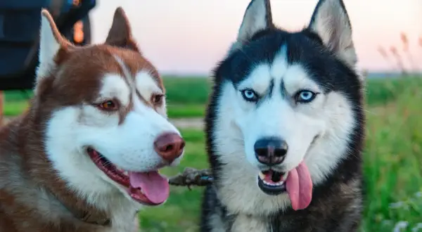 Dwa urocze husky, jeden rudy, drugi czarno-biały, patrzą w obiektyw. Ich spojrzenia mówią wszystko – to najsłodsze psy rasy!