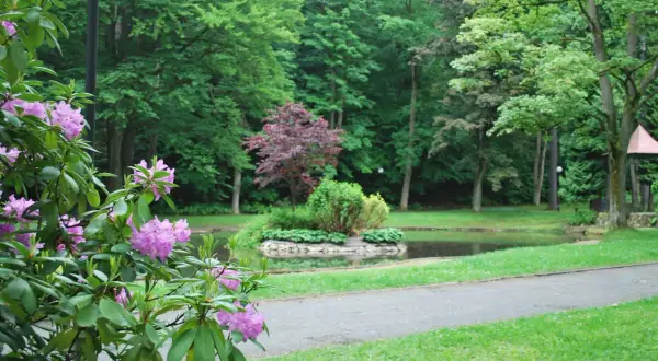 Kwitnące rododendrony nad Czarnym Stawem w Dusznikach. W tle bujna zieleń drzew i spokojna tafla wody.