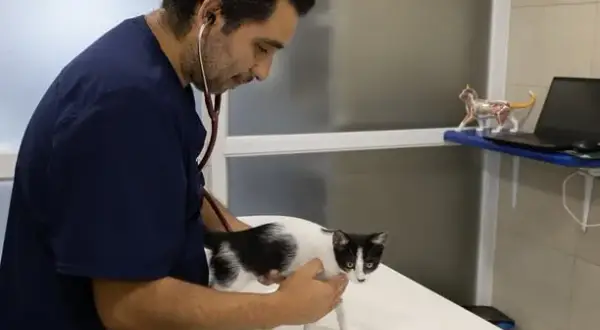 Clínica Veterinaria Santa Mariña: atención de calidad para tu mascota