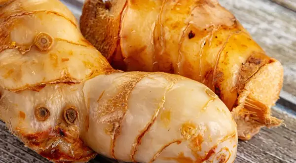Trzy korzenie galangalu, przyprawy o intensywnym aromacie. Galangal co to? To egzotyczny imbir, który dodaje potrawom pikanterii.