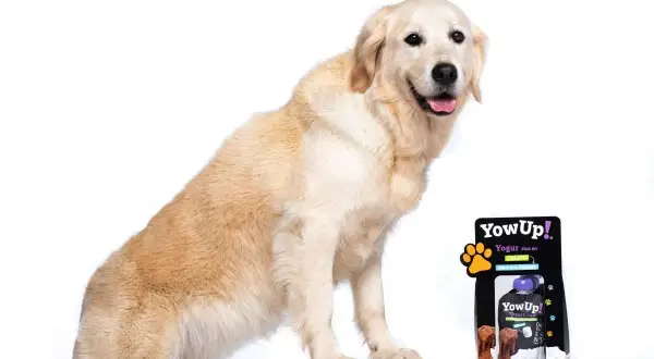 Złoty retriever obok opakowania jogurtu dla psów. Czy pies może jeść jogurt naturalny? Ten produkt sugeruje, że tak!