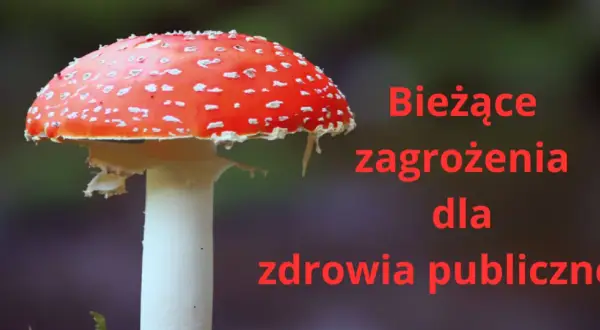 Muchomor czerwony: psychodeliczny sekret czy groźna pułapka?