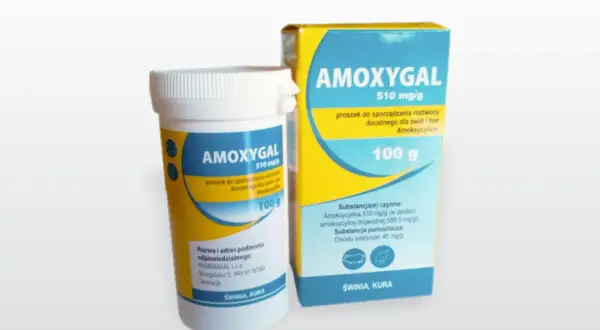 Proszek AMOXYGAL 510 mg/g dla świń i kur, zawiera amoksycylinę. Opakowanie 100 g.