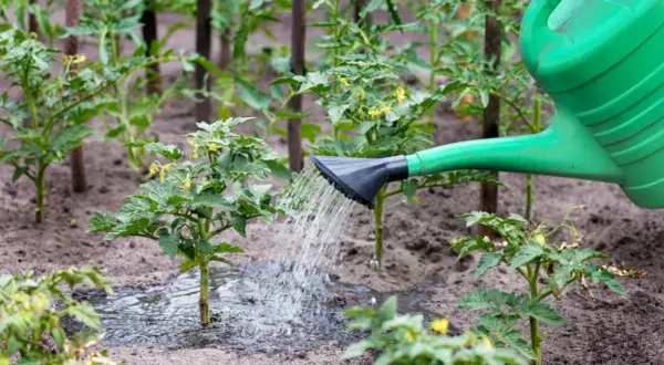 Jakie nawozy naturalne pod pomidory? Sekrety dużych zbiorów!