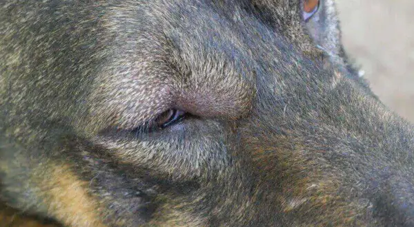 Mi perro tiene un ojo cerrado y lloroso. Busco remedios caseros para aliviar su malestar.
