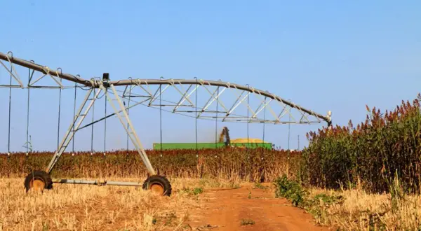 Champ de sorgho sucrier en récolte, avec une moissonneuse-batteuse et un système d'irrigation en premier plan.