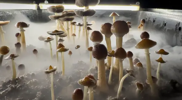 Grzyby psylocybinowe: Jak bezpiecznie? Wiedza z Hyperreal