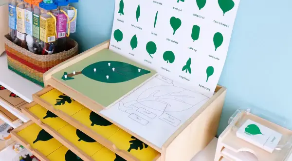 Materiales educativos que exploran la botánica, mostrando la diversidad de formas de hojas. Un ejemplo de cómo es Montessori: aprendizaje práctico y visual.