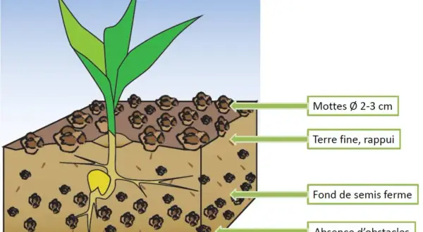 Illustration d'un jeune plant de colza avec ses racines, montrant la profondeur de semis idéale : terre fine, rappuyée, sans obstacles structuraux.