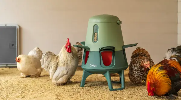 Hühner um einen Futterautomaten. Der Automat zeigt, wieviel Futter ein Huhn braucht.