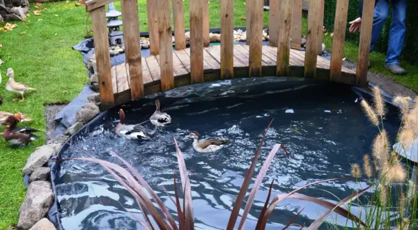 Un héron, ou plutôt des canards, nagent dans un bassin sous un pont en bois.
