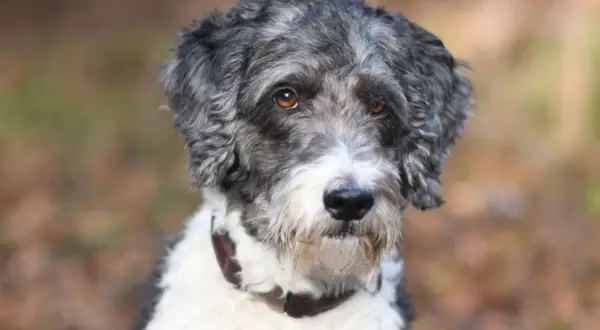 Ein neugieriger Goldendoodle Australian Shepherd Mix mit grau-weißer Lockenpracht und bernsteinfarbenen Augen blickt in die Kamera.