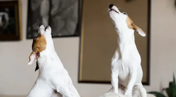 Two dogs howl at unseen sirens, their heads tilted back. This image captures the mystery of why do dogs howl at sirens.