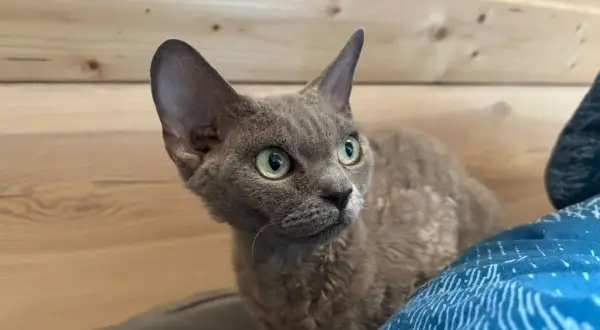 Gdzie znaleźć devon rex za darmo? Adopcja i oferty w Lublinie