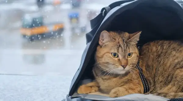 Kot w transporterze czeka na swój paszport dla kota, gotowy do podróży.