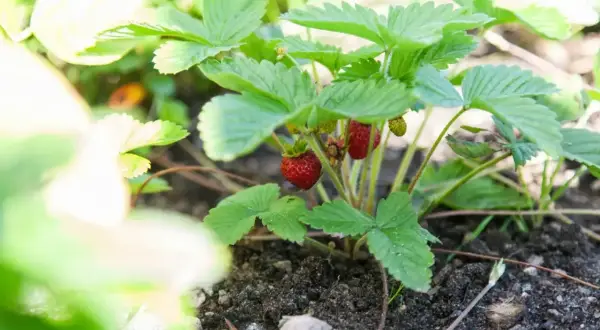 En planta smultron i jorden, med röda bär som börjar mogna.