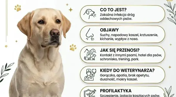 Labrador z objawami kaszlu kenelowego, który może objawiać się kichaniem. Informacje o chorobie psa.