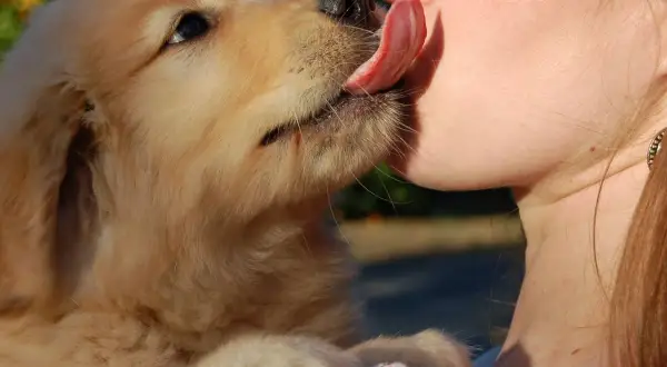 Un tierno cachorro golden retriever lame la nariz de una persona. Es una muestra de afecto, una pregunta de "porque mi perro me lame".