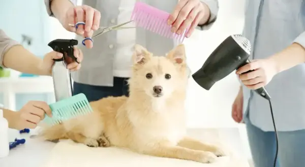 Pazury psa: weterynarz, groomer czy dom? Kiedy do specjalisty?