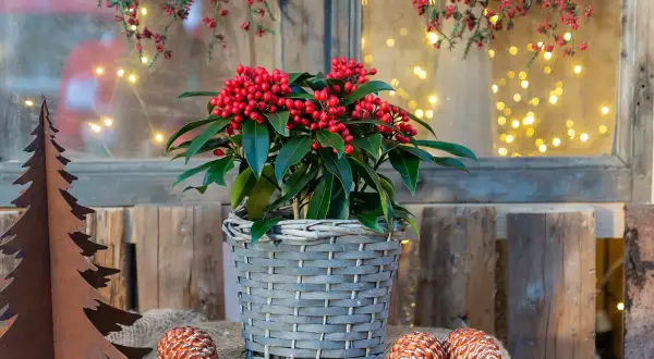 Piante natalizie da esterno con bacche rosse brillanti, in un cesto grigio, accanto a pigne e un albero di metallo. Luci soffuse sullo sfondo.