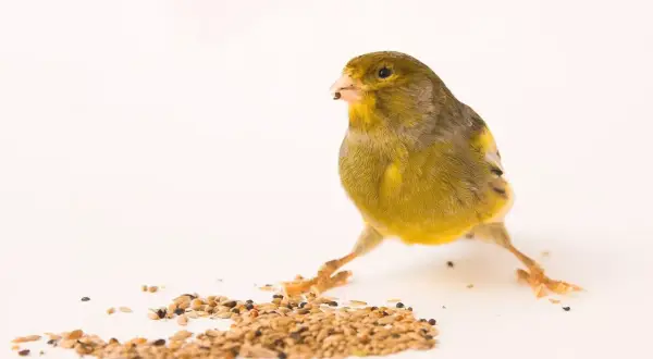 Un canario amarillo picotea semillas, mostrando qué comen los canarios.