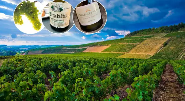 Winnica w Burgundii, gdzie dojrzewają winogrona na wino chablis. Dwie butelki tego szlachetnego trunku, jedno z etykietą Chablis la Chantemerle, drugie Chablis 1er Cru Montée de Tonnerre.
