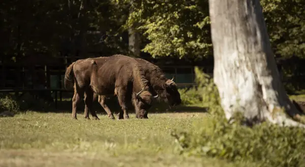 Dwa żubry pasące się na łące w Białowieży. To wspaniałe zwierzęta, które warto zobaczyć podczas wizyty w tym regionie.