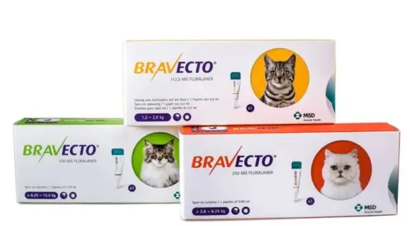 Kleszcze u kota: Co mówią właściciele? Obroże, krople, tabletki