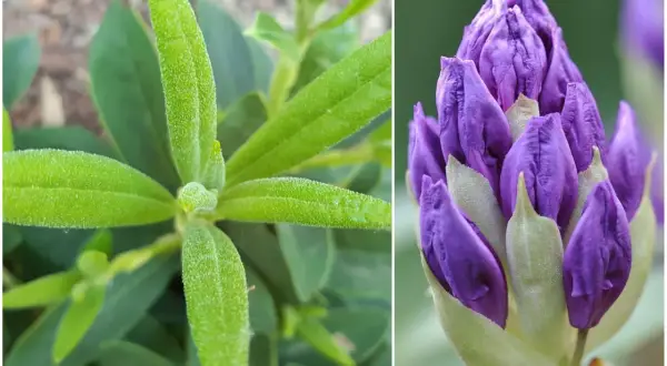 Zielony, puszysty liść rododendronu obok fioletowego pąka. Czekamy, aż rododendron nie kwitnie, ale nadzieja na piękny kwiat pozostaje.