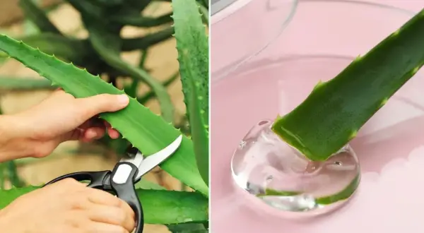 Jak przycinać aloes? Krok po kroku do zdrowia i cennego żelu