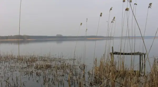 Spokojne jezioro Grabowskie o poranku, z trzcinami na pierwszym planie i zniszczonym pomostem.
