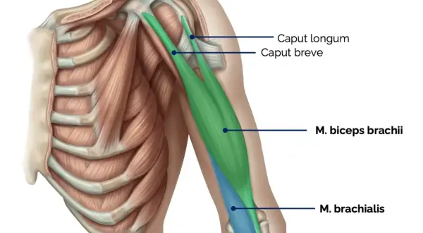Muskelansicht des Oberarms: M. biceps brachii (grün) über dem M. brachialis (blau). Rippen und Schulterknochen sichtbar.