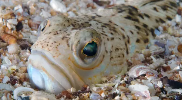 Nahaufnahme eines getarnten Fisches im Sand. Seine Augen sind wachsam, ein Hinweis auf giftige Fische, die im Riff lauern.