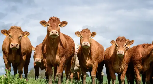 Un gruppo di mucche brune pascola in un prato verde. Un tipico allevamento nelle Marche, con cielo nuvoloso sullo sfondo.