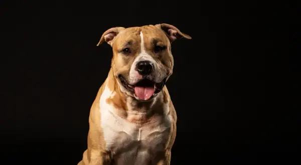 Uśmiechnięty amerykański pitbull terrier z językiem na wierzchu, na czarnym tle.