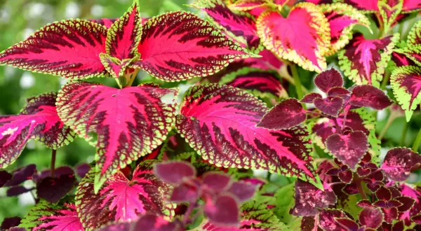 Rośliny o kolorowych liściach do ogrodu: żywe, różowo-zielone liście koleusa tworzą barwny dywan, idealny do każdego ogrodu.