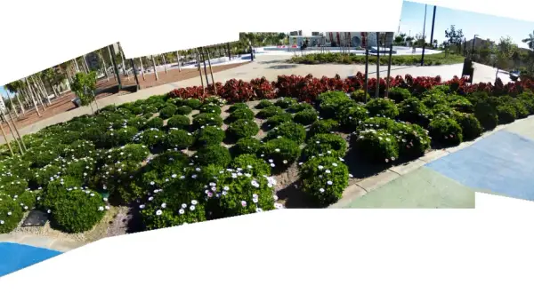 Un paseo por una zona verde en Almería, con arbustos floridos y palmeras.