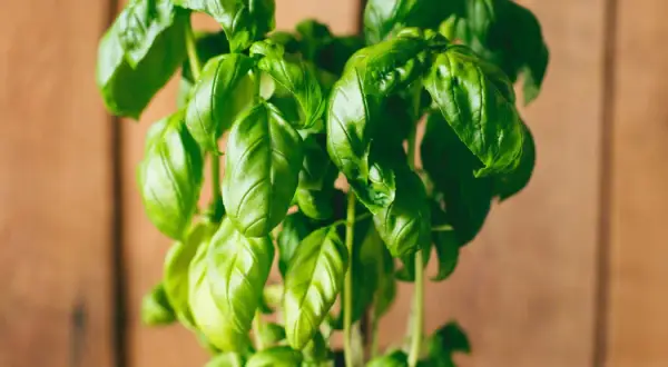 Jak uprawiać bazylię: proste sposoby na zdrowe i aromatyczne liście