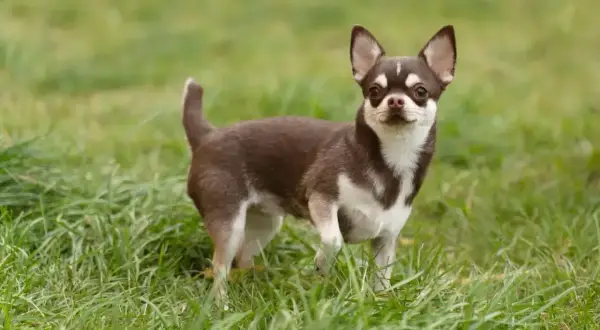 Mały piesek chihuahua z brązowo-białym umaszczeniem stoi na trawie. Jego czujny wzrok i postawa sugerują ciekawy **chihuahua charakter**.
