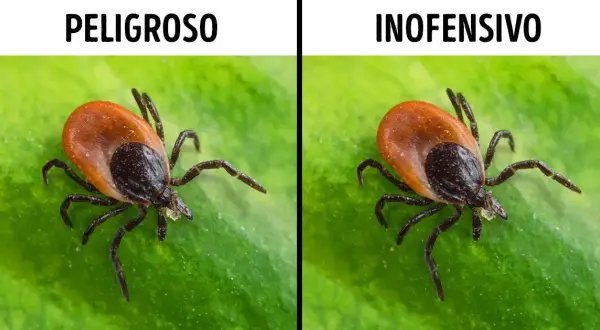 La garrapata más peligrosa: enfermedades y riesgos para la salud humana