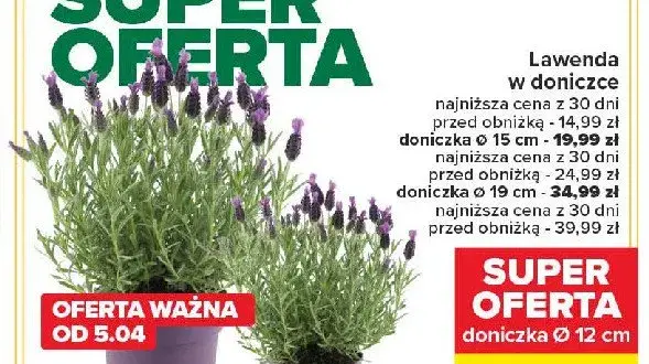 Gdzie kupić lawendę w doniczce? Najlepsze opcje i ceny online
