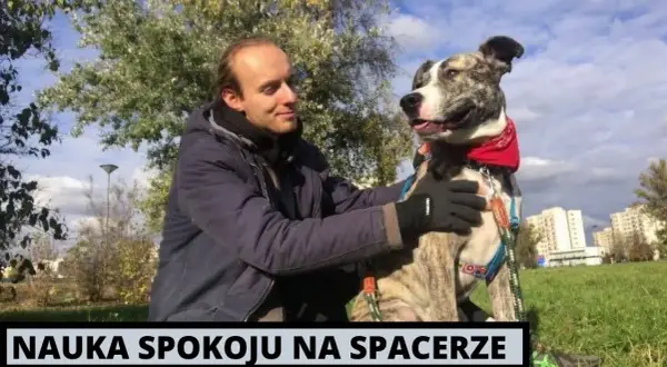 Jak wytresować amstaffa: skuteczne metody na posłusznego psa