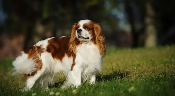 Uroczy king charles spaniel a cavalier w brązowo-białe łaty, stoi na trawie, z puszystym ogonem.