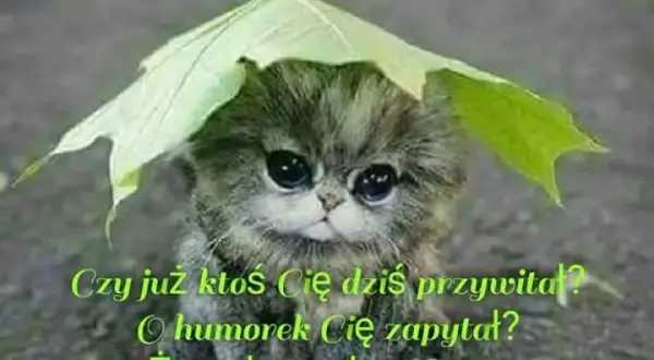 Najlepsze memy miłego dnia, które rozbawią i poprawią humor