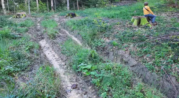 Błotnista ścieżka w lesie, obok pniaków. Zastanawiasz się, ile kosztuje hektar lasu?