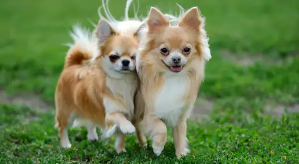 Dwa urocze chihuahua długowłose biegną po zielonej trawie, ich puszyste ogonki unoszą się w powietrzu.
